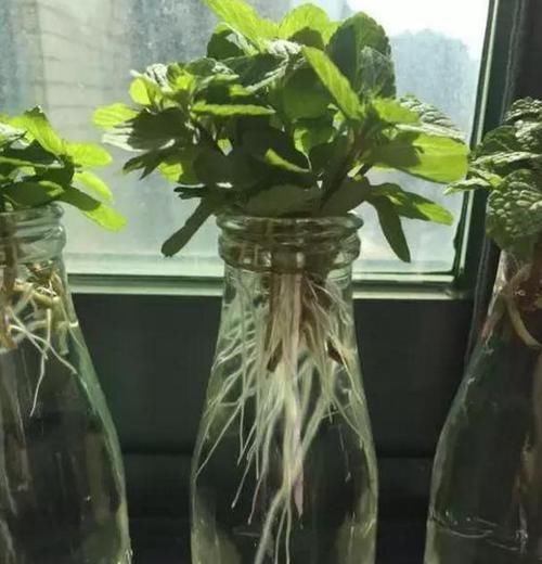  「家里」好养又好繁殖的3种花，给你一片叶子，就能把家里爆成花海