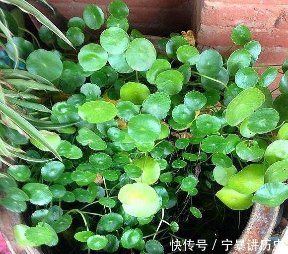  『别具一格』旧水缸放着太浪费，里面种点铜钱草，不仅长得好还别具一格！