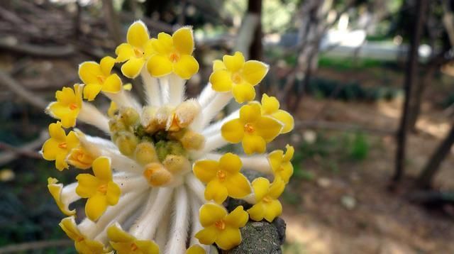 柔毛:结香花,别名梦花树,花多数,黄色,芳香,成顶生头状花序