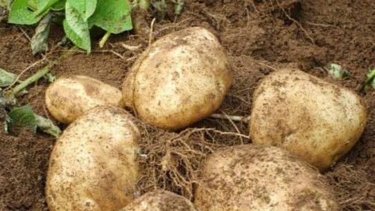  事件：一场500年前的生物入侵事件，竟让中国成为人口最多国家