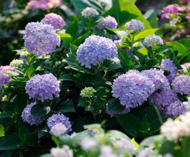  家里■家里光照不好，就养这4种花，耐阴还能勤开花！