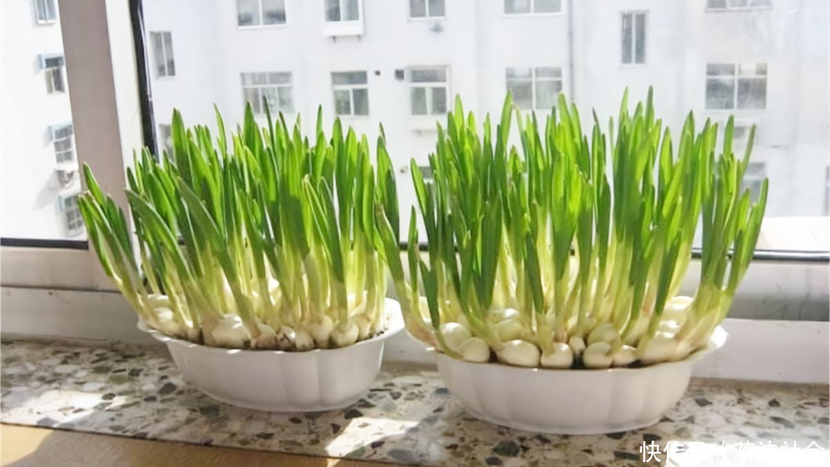 『不用』阳台上种菜,别缺这6样,随便种一盆,割菜好几茬,都不用买菜了
