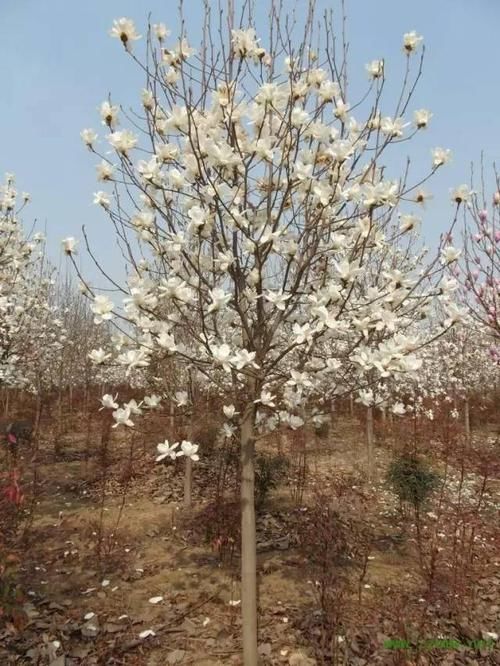  「要注意」9种折个枝叶就能扦插的花卉，又能省不少了！