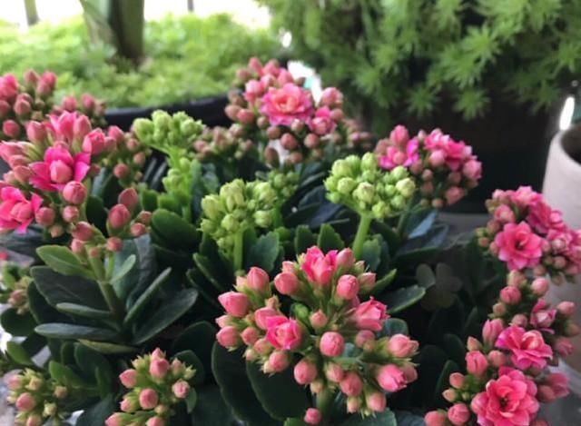  『剪掉』养长寿花用这两个小技巧，开花一团团，枝繁叶茂花儿多