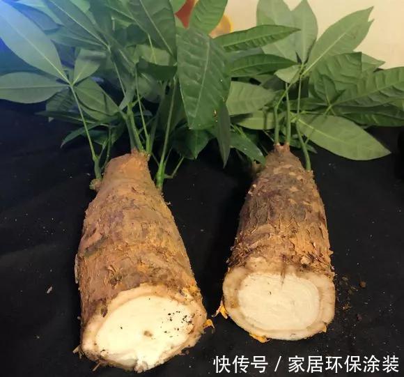  『水培花卉』水培掌握8个小窍门，绿萝爬满墙，吊兰猛抽枝！