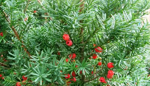 「珍惜植物」山上1种“植物”,别挖了,挖一株少一株,还会被判刑,别忽视