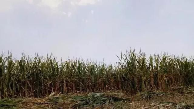  「玉米」刚在老家地里看到的画面，是谁的爹娘？很多人看完湿了