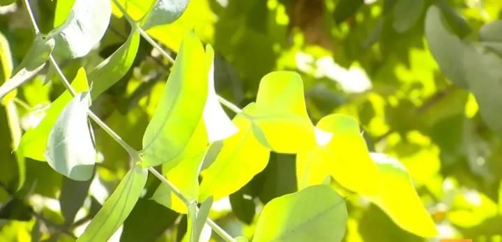 热！热！热！你以为“秋老虎”来了，错！还好要降雨了…