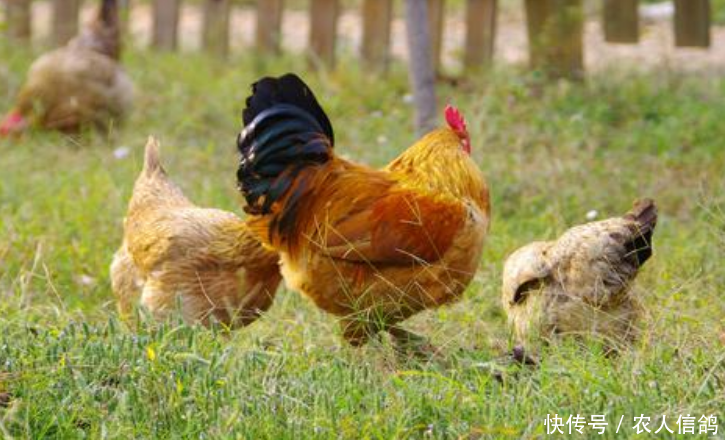 以前土鸡的生意十分好，如今为何卖不出去了？原因有以下几点