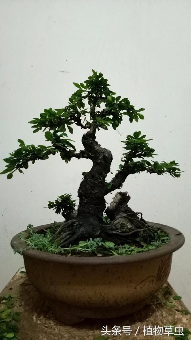 实图分享小叶鼠李盆景剃头理发前后对比图，盆景就该这样折腾