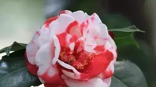  『难养』这5种花, 难养出名了, 养护要点全在这