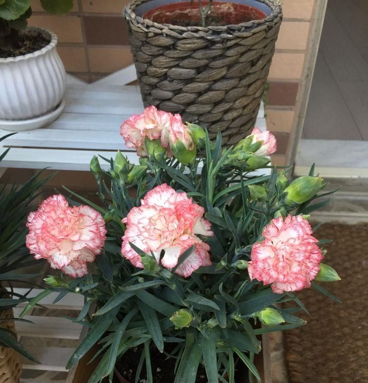 色彩:家里养花,不如养几款花草,粉嫩可爱,色彩和谐,好看还好养