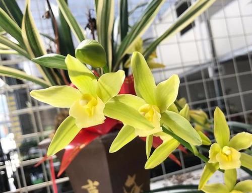  稀见：此花十分稀见，花朵花杆翠绿晶莹剔透，花香满院扑鼻，好养易活