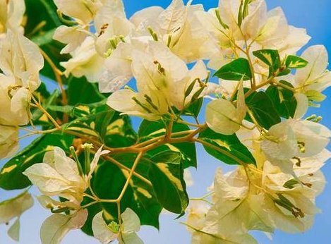  [四季海棠]养花就养此款花，开花绚丽花期长，分分钟爆盆
