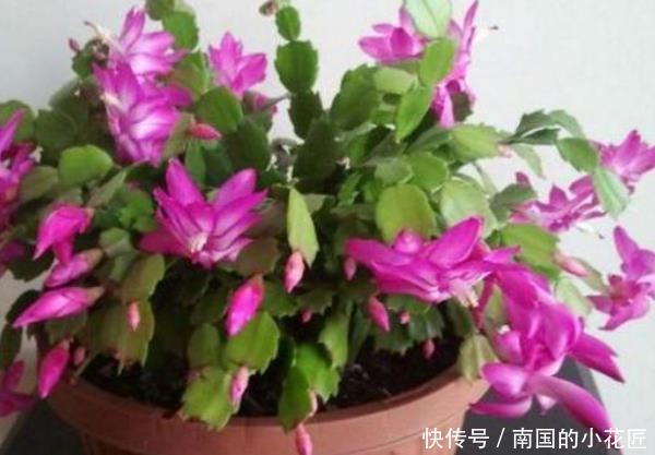 「甲醛」这4种植物,“镇宅”还能吸甲醛,尤其第三种,聪明人都在养!