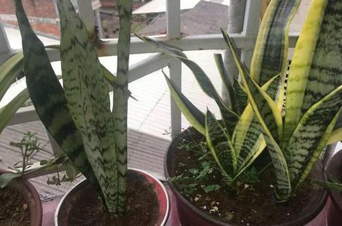  「不养」这5种盆栽花卉吸收甲醛的速度非常快，不养太亏了！