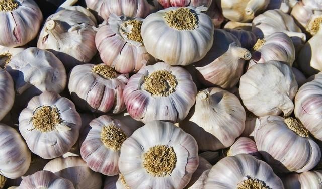  「想到」农村妇女养鸡时喂了这些菜，没想到鸡长得快、下蛋多、