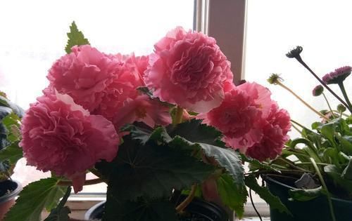  『养盆』喜欢菊花，不如养盆“精品荷花”翠云，花姿卓越，开花爆盆好养活