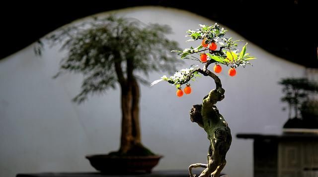  #灵魂的盆#盆景本质就是“树”，造型对修剪正确，就是大自然的缩影！