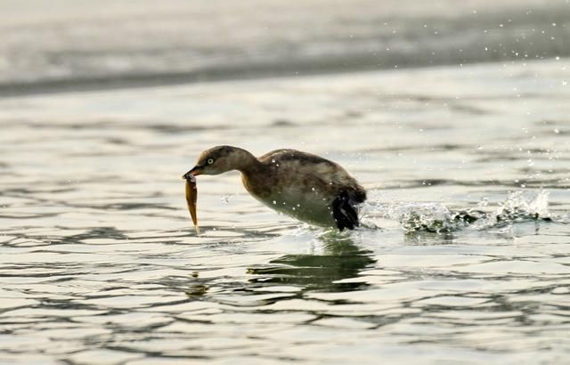 数九寒天，在东北能拍此水鸟，实在是幸事一件……
