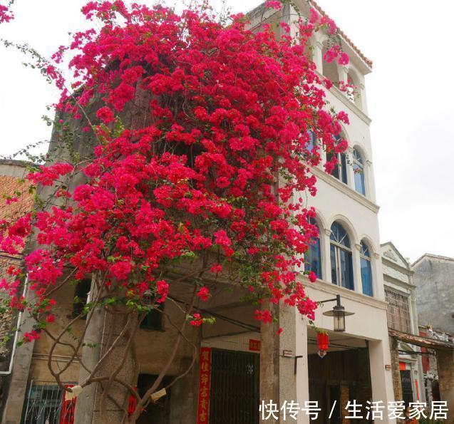  端午节|端午节前后，此花要栽2株，花开上千朵，2株长成花墙，美呆了