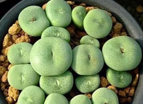 【艺术感】玉露“发功”成景天?2种方式把多肉搭配成让人羡慕的盆栽