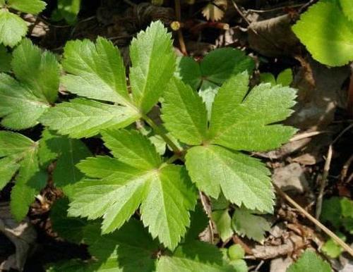 农村称为“明日草”，长在田里无人识，如今用来泡茶喝15元一斤