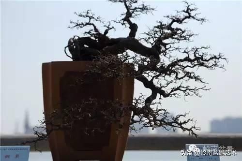  「作品」有年功的盆景，品相好，价值高！