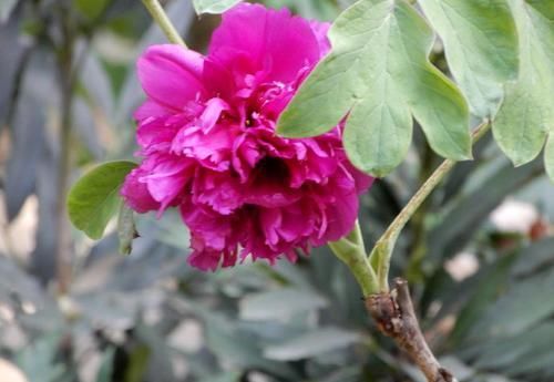  『牡丹』喜欢菊花，不如养盆“牡丹名品”首案红，落英缤纷，清秀淡雅！