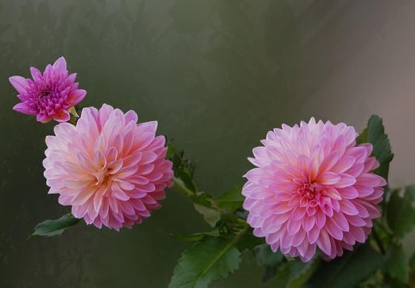  『厉害』这花，真厉害，花朵大如扇，花色鲜艳好喜欢，开花不断，四季赏花