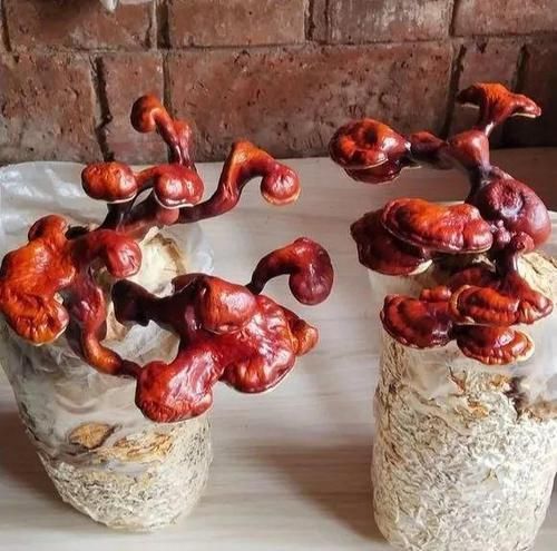  「灵芝」阳台上养灵芝，20块钱买的“灵芝菌”，本来想着玩玩，真长出来了