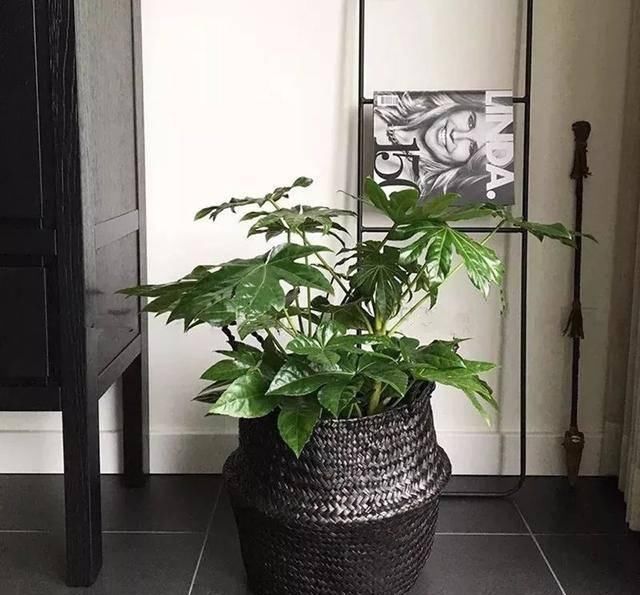  [有钱]这八种花命里带金，越养越有钱，你确定不来一盆吗？