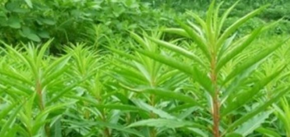  「农民」农村这种野生植物，经常出现在农田里，农民：喝酒的人
