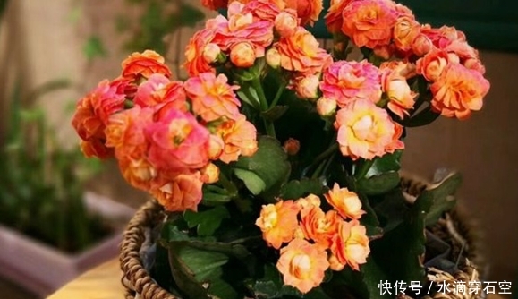『送给』它是春季花卉,最适合送给老人,寓意长寿吉祥,为家人种植一盆吧