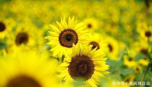 细细长长@这花是夏天代表花卉,开花向着太阳长,开花似脸盘果子还能吃