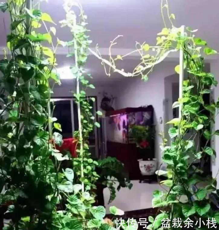 『漂亮』阳台盆栽几盆菜,漂亮又好养,吃完一茬又一茬,够全家吃!