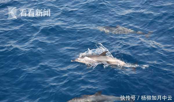  【护航】场面壮观！海警海上巡逻 百只海豚集体“护航”！