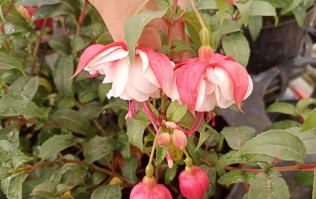  「花期」适合春季种植的花卉有哪些？花期长达300天的花卉品种