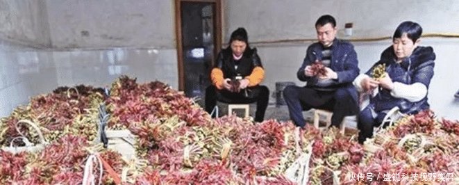  香椿树■农村这树价值很高，农民却每年下狠手，砍到剩光秃树干