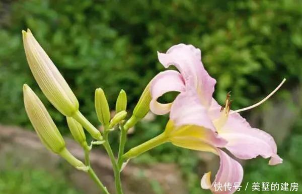 适合|5种花,真心不适合养“屋里”,喜欢可以养室外,更好