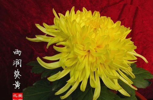 珍稀:此款菊花,花开如“雨润葵黄”,堪称“珍稀名菊”,高贵优美!