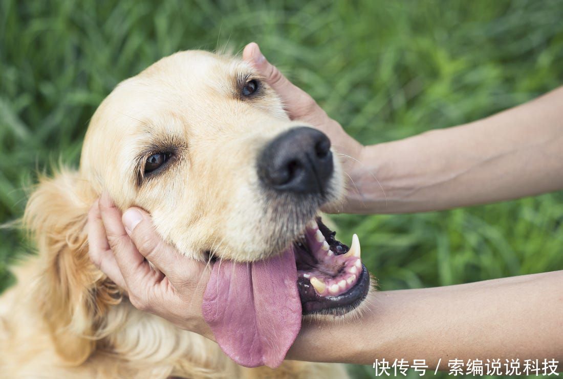 这是什么猫什么猫