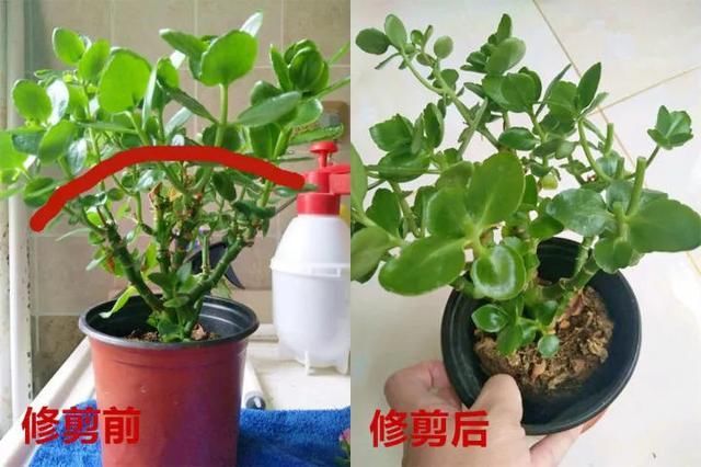  养好■养花很简单，看懂这4个“信号”，就知道怎么养好了