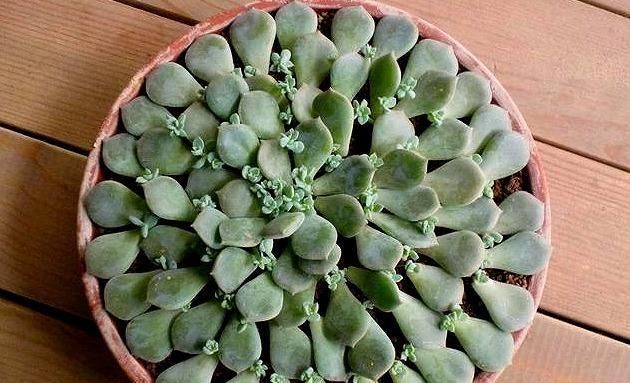  #不难#多肉叶插繁殖真不难，3细节注意到，一片就“爆崽”轻松变10盆