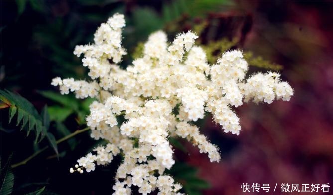 [雷电]七度灶是花亦是果，雷电树坚固不懈心