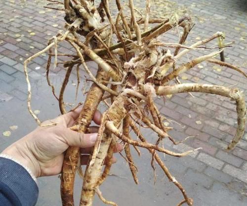  【见到黄芪】在家乡，若是见到1种“黄芪”，请保护起来，和车前草一样珍贵！