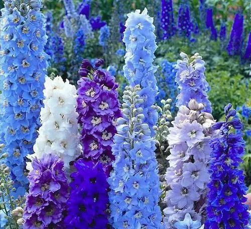  『蓝色』蓝色系大花飞燕草，花朵似燕子，自带高级感！成片种植更美！
