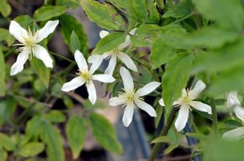  花钱：农村这种“祛风湿”植物好用不花钱，开着五瓣小白花，你