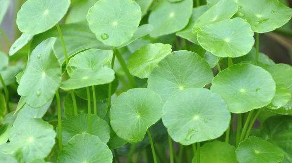  「玫瑰」喜欢玫瑰小队“精品玫瑰”的黑魔术，红色很深，醉意