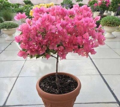  『把握』想让三角梅枝繁叶茂，开花不断，必须把握好四个施肥原则